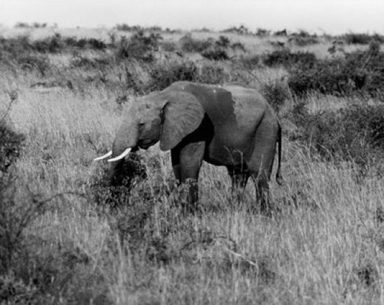 Majestic Elephant Poster Print showcasing wildlife art.