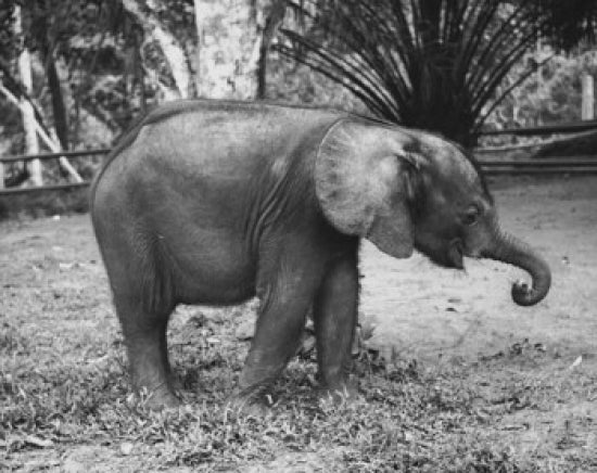 Elephant Poster Print depicting wildlife in Cote D'Ivoire.