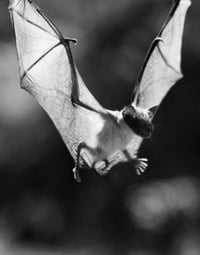 Bat flying through the air poster print showcasing nature's beauty.
