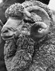 Close-up of a Merino Ram poster print showcasing intricate details.