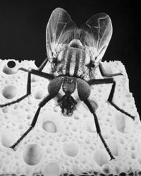 Close-up of a housefly Musca domestica poster print.