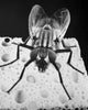 Close-up of a housefly Musca domestica poster print.