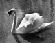 Swan Swimming on Water Poster Print showcasing serene nature.