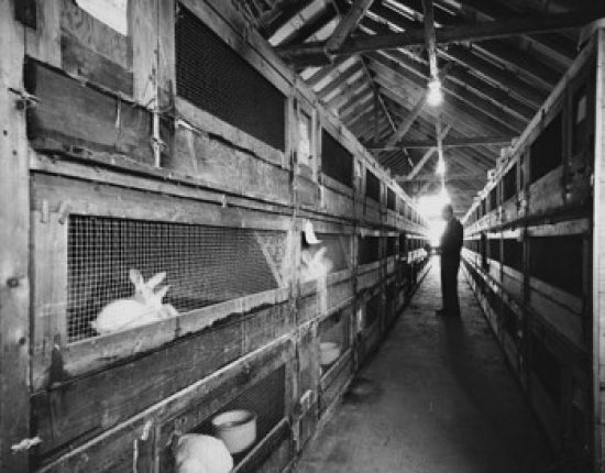 Rabbits in a Warehouse Poster Print featuring playful rabbits exploring a warehouse.
