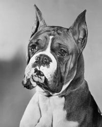 Close-up of a Boxer Poster Print showcasing the intensity of boxing