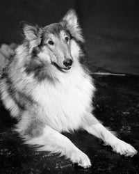 Collie lying down poster print featuring an adorable dog.