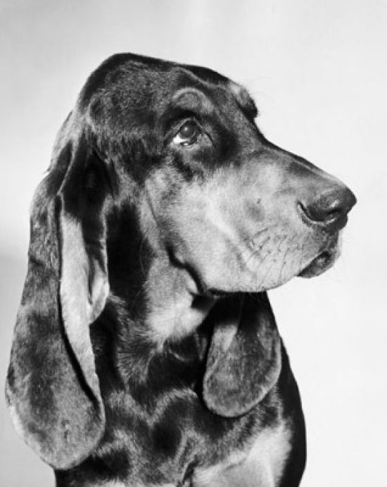 Close-Up Dog Portrait Poster Print showcasing a detailed dog image.