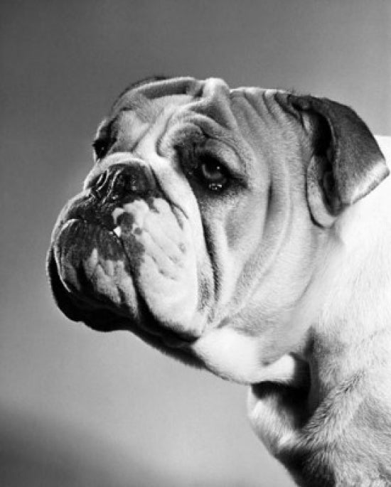 Close-up English Bulldog Poster Print featuring a charming dog face