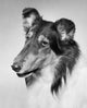 Close-up of a collie poster print showcasing intricate details and vibrant colors.