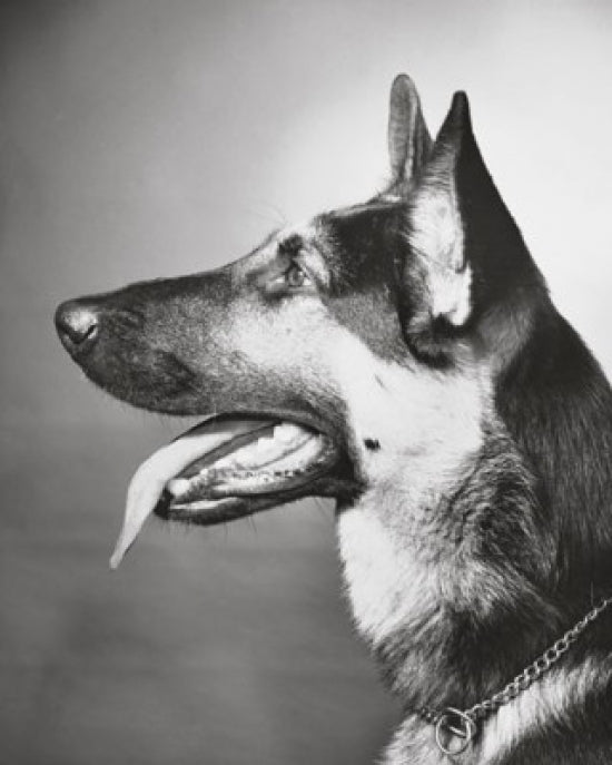 Close-up poster print of a German Shepherd panting.