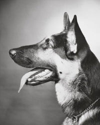 Close-up poster print of a German Shepherd panting.