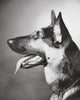 Close-up poster print of a German Shepherd panting.