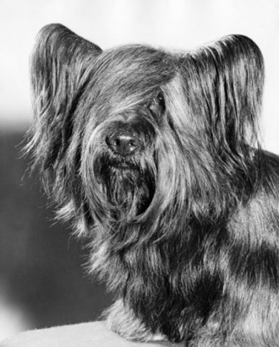 Close-up of a Skye Terrier Poster Print showcasing the adorable dog breed.