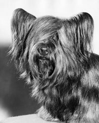 Close-up of a Skye Terrier Poster Print showcasing the adorable dog breed.