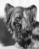 Close-up of a Skye Terrier Poster Print showcasing the adorable dog breed.
