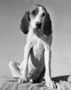 Front view of an American Foxhound puppy sitting on a blanket poster print.