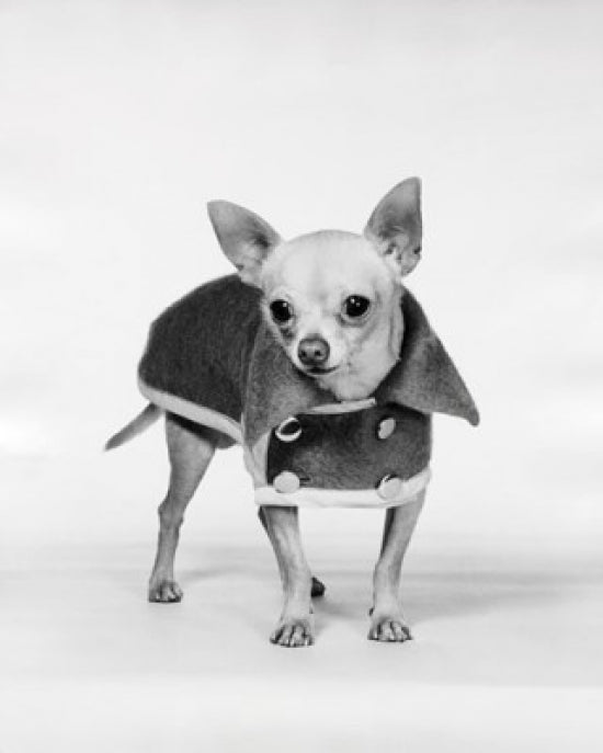 Charming Chihuahua Poster Print showcasing a playful dog.