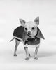 Charming Chihuahua Poster Print showcasing a playful dog.