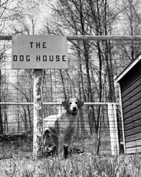 Dog standing in a kennel poster print, perfect for dog lovers
