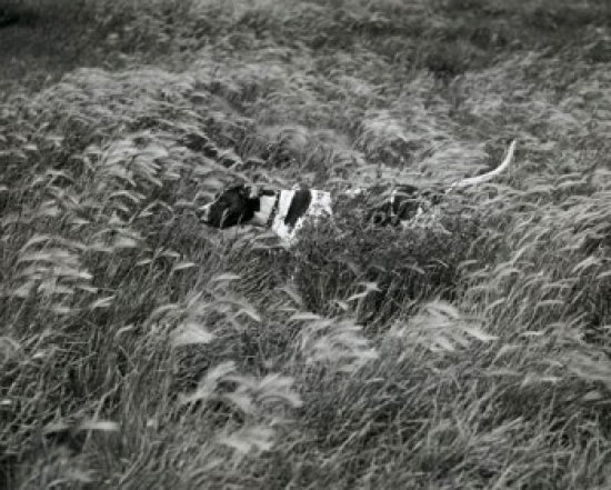 Dog running in a field poster print