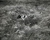 Dog running in a field poster print
