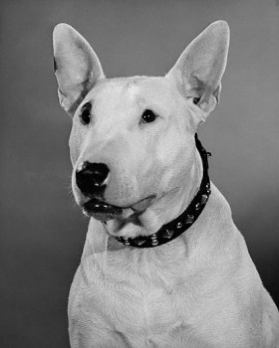 Close-up of a Bull Terrier Poster Print showcasing the dog's unique features.