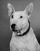 Close-up of a Bull Terrier Poster Print showcasing the dog's unique features.