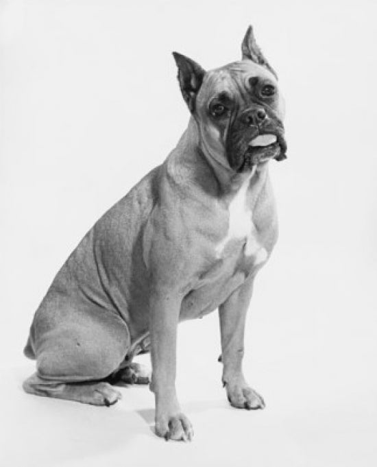 Boxer dog poster print with tongue out expression