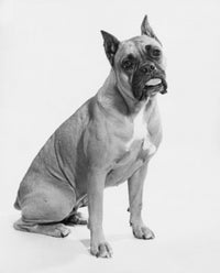 Boxer dog poster print with tongue out expression