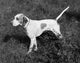 English Pointer standing in a field poster print