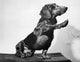 Close-up poster print of a dachshund reaching out with its paw.