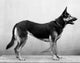 Side profile poster print of a German Shepherd showcasing elegance and loyalty.