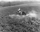 Farmer spraying insecticide in a potato field poster print