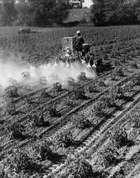 Farmer dusting tomato crop in a field poster print