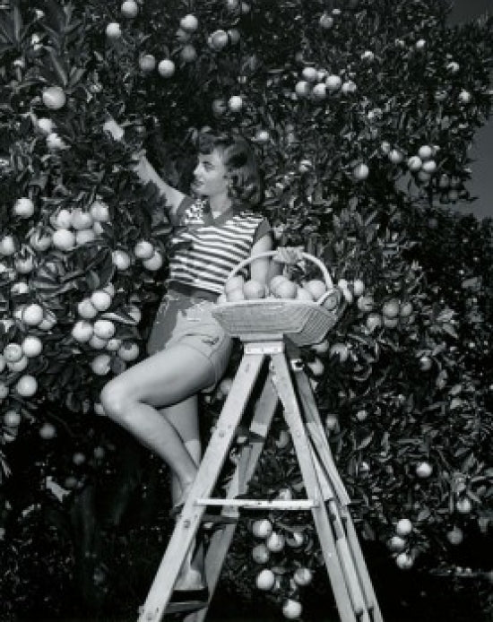 Young woman picking oranges from a tree poster print.