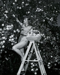 Young woman picking oranges from a tree poster print.