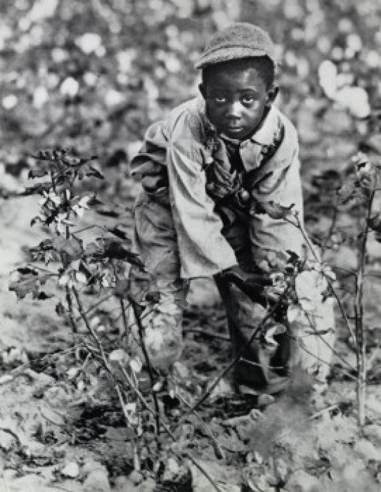 High Angle View of a Boy Picking Cotton in a South Carolina Field Fine Art Print