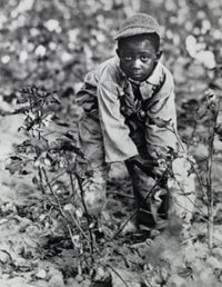 High Angle View of a Boy Picking Cotton in a South Carolina Field Fine Art Print