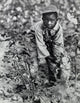 High Angle View of a Boy Picking Cotton in a South Carolina Field Fine Art Print