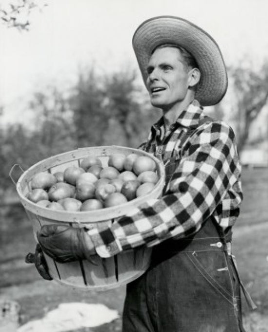 Mid adult man in profile holding a basket of apples poster print