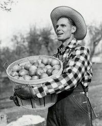Mid adult man in profile holding a basket of apples poster print