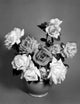 Roses Poster Print showcasing beautiful floral design