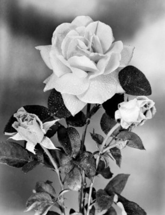 Hybrid Tea Rose Poster Print featuring vibrant floral design.