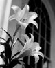 Low Angle View of a Pair of Lilies Poster Print, showcasing vibrant colors and intricate details.
