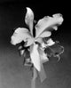 Orchid Poster Print showcasing vibrant floral artwork.