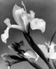 Iris Floral Poster Print showcasing vibrant colors and intricate details.