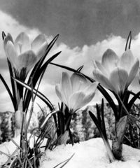 Crocus Flower Poster Print showcasing vibrant blooms and botanical beauty.