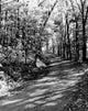USA Vermont forest track poster print depicting a serene wooded path.