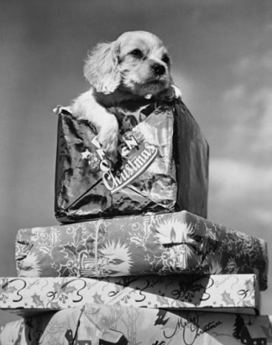 Close-up of an adorable puppy with Christmas presents poster print.