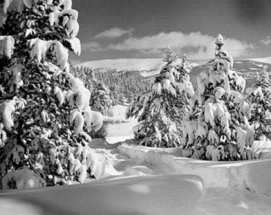 Trees on a snow covered landscape poster print at Tennessee Pass, Colorado
